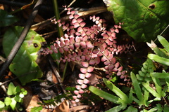 Adiantum flabellulatum