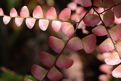 Adiantum flabellulatum