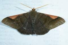 Sphacelodes vulneraria