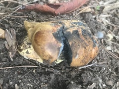Cyanoboletus pulverulentus