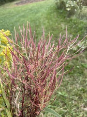 Lactuca hirsuta