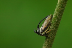 Leptocentrus