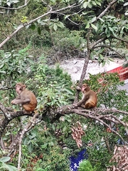 Macaca mulatta