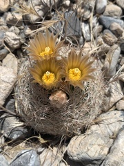 Escobaria chlorantha