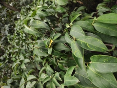 Cornus hongkongensis