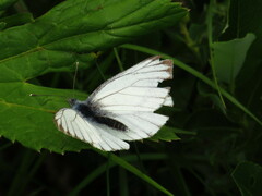 Pieris bryoniae