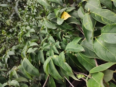 Cornus hongkongensis
