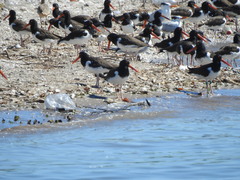 Haematopus palliatus