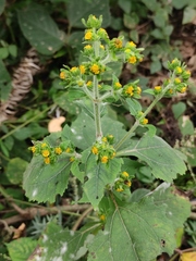 Sigesbeckia pubescens