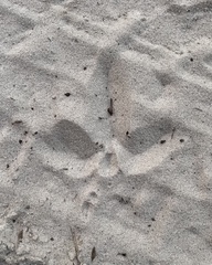 Meleagris gallopavo osceola