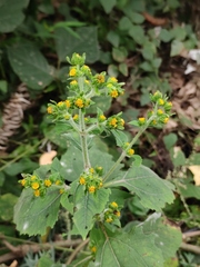 Sigesbeckia pubescens