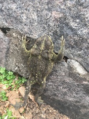 Rhinella dorbignyi