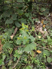 Sigesbeckia pubescens