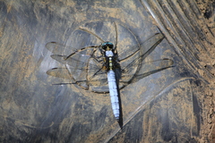 Orthetrum internum