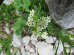 Galium lucidum