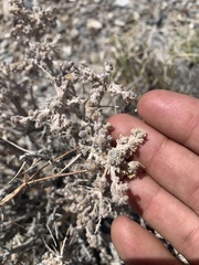 Artemisia spinescens