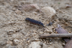Nyctophila reichii