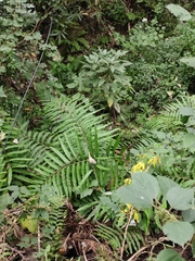 Menisciopsis penangiana