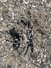Artemisia spinescens