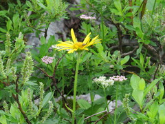 Doronicum austriacum