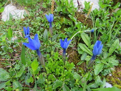 Gentiana bavarica bavarica