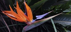 Strelitzia