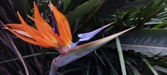 Strelitzia