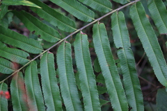 Menisciopsis penangiana