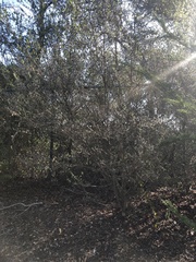 Cercocarpus betuloides