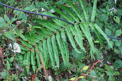 Menisciopsis penangiana