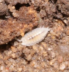 Platyarthrus hoffmannseggii