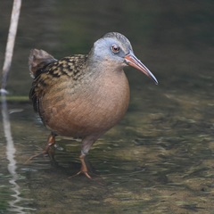 Virginia Rail photo 1