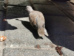 Streptopelia decaocto