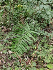 Menisciopsis penangiana