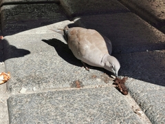 Streptopelia decaocto