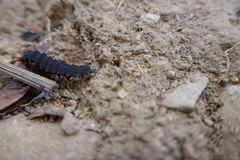 Nyctophila reichii