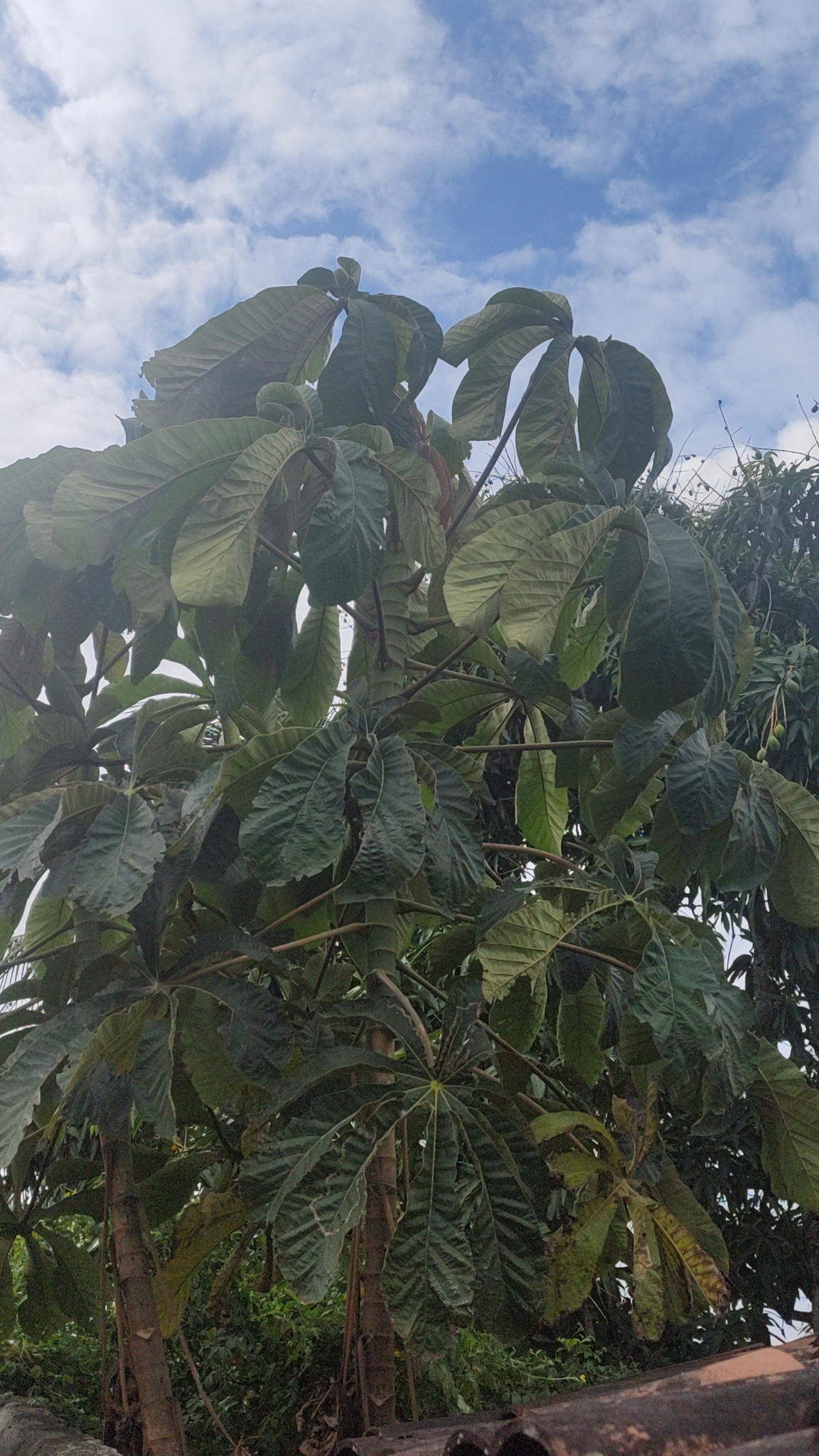 Cecropia palmata