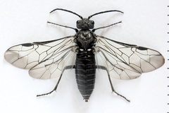 Dolerus nigratus