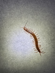 Scolopendra