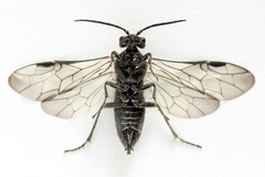 Dolerus nigratus