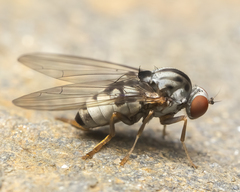 Platypezidae