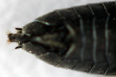 Dolerus nigratus