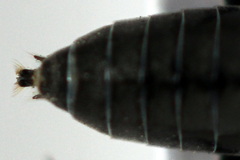 Dolerus nigratus