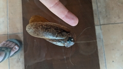 Archimandrita tessellata