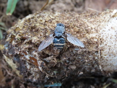 Calliphora quadrimaculata