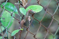 Gynacantha subinterrupta