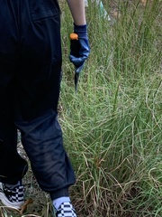 Paspalum floridanum