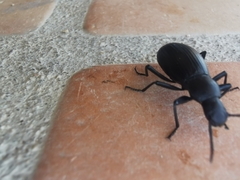 Tenebrionidae