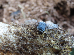 Calliphora quadrimaculata