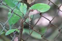 Gynacantha subinterrupta
